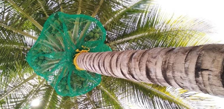Coconut Tree Safety Nets