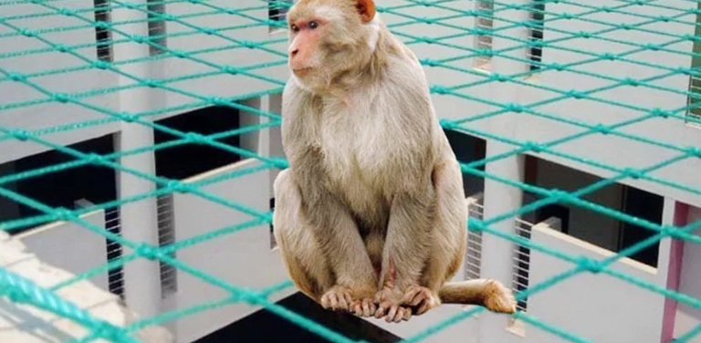 Monkey Safety Nets