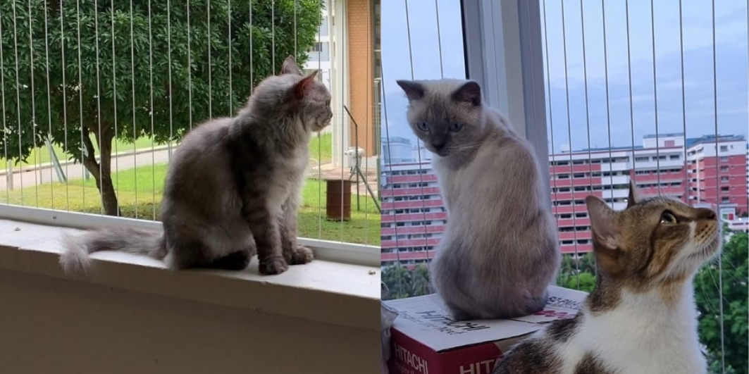 Invisible Grills for Pets Safety